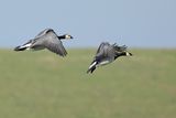 Barnacle Goose (Branta leucopsis)