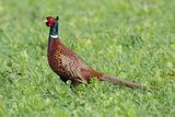 Common Pheasant (Phasianus colchicus) 