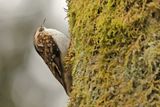 Eurasian treecreeper (Certhia familiaris)