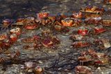 Sand Fiddler (Uca pugilator)