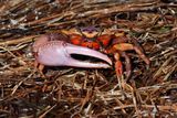 Sand Fiddler (Uca pugilator)