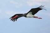 Black Stork  (Ciconia nigra)
