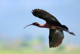 Glossy Ibis (Plegadis falcinellus)	