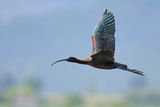 Glossy Ibis (Plegadis falcinellus)	