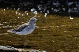Wood Sandpiper  (Tringa glareola)