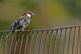 Spanish Sparrow  (Passer hispaniolensis)
