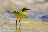 Black-headed Wagtail (Motacilla flava ssp feldegg)