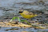 Black-headed Wagtail (Motacilla flava ssp feldegg)