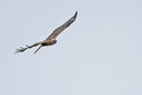 Long-legged Buzzard (Buteo rufinus)