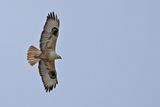 Long-legged Buzzard (Buteo rufinus)