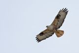 Long-legged Buzzard (Buteo rufinus)