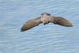 Sand Martin (Riparia riparia)