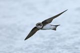 Sand Martin (Riparia riparia)