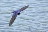 Barn Swallow (Hirundo rustica)