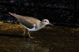 Common Sandpiper (Actitis hypoleucos) 