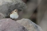 Pied Flycatcher (Ficedula hypoleuca)