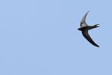 Pallid Swift  (Apus pallidus)
