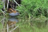 Little Crake (Zapornia parva) 