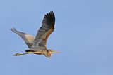 Purple Heron (Ardea purpurea) 