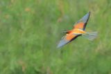 European Bee-eater (Merops apiaster)