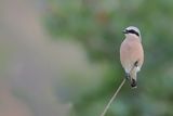Red-backed Shrike (Lanius collurio)
