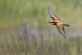 European Bee-eater (Merops apiaster)