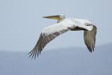 Dalmatian pelican (Pelecanus crispus)	