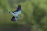European Roller (Coracias garrulus)