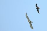 Short-toed Eagle (Circaetus gallicus)