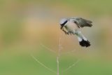 Red-backed Shrike (Lanius collurio)