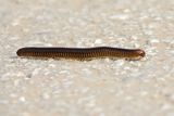 Millipede