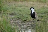 Spur-winged Plover (Vanellus spinosus)