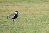 Spur-winged Plover (Vanellus spinosus)