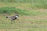 Spur-winged Plover (Vanellus spinosus)