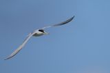 Little Tern (Sternula albifrons)
