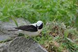 Eastern Black-eared Wheatear (Oenanthe melanoleuca)