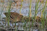 Great Snipe - (Gallinago media)