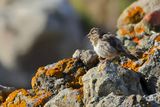 Rock Sparrow (Petronia petronia)