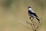 Lesser Grey shrike (Lanius minor)