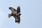 Long-legged Buzzard (Buteo rufinus)