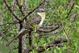 Great Spotted Cuckoo (Clamator glandarius)	