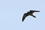 Red Footed Falcon (Falco vespertinus)