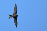 Common Swift (Apus apus) 