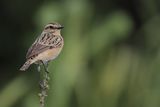 Whinchat (Saxicola rubetra)