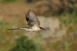 Great Spotted Cuckoo (Clamator glandarius)	