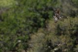 Great Spotted Cuckoo (Clamator glandarius)	