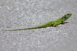 East-Aegean Giant Emerald Lizard (Lacerta diplochondrodes)