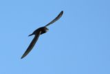 Common Swift (Apus apus) 