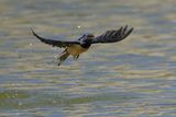 Barn Swallow (Hirundo rustica)