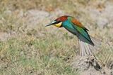 European Bee-eater (Merops apiaster)